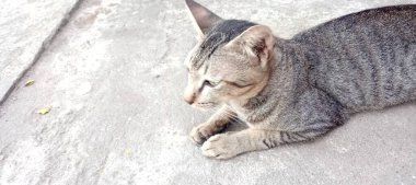 Kedi yerde oturuyor.