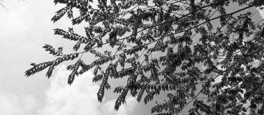 ağaç dallarının siyah beyaz fotoğrafı