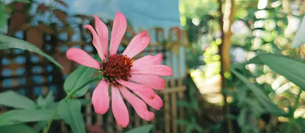 Bahçedeki güzel pembe çiçek