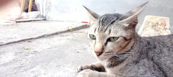 Sokaktaki kedi