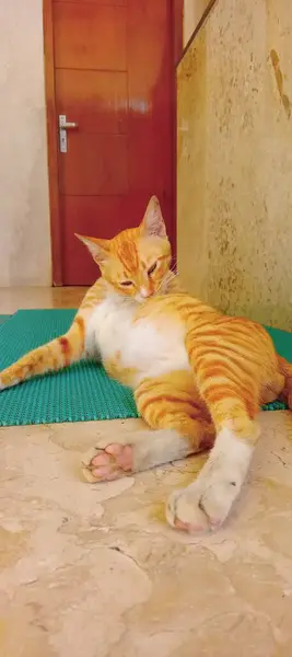 Kedi yerde oturuyor.