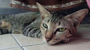 Şirin bir kediye yaklaş.