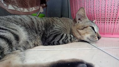 Kanepede uyuyan sevimli yavru kedi