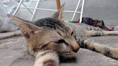 Kedi sokakta uyuyor.