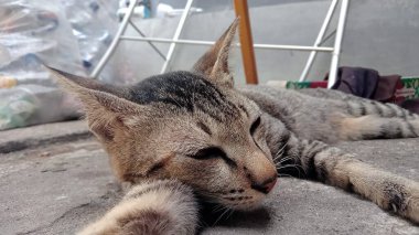 Kedi yerde yatıyor.