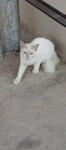 Kedi sokakta oturuyor.