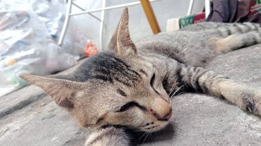 Kedi yerde yatıyor.