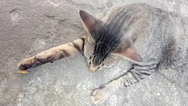 Sokaktaki kedi