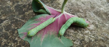 Bitki yaprakları yedikten sonra şişman yeşil tırtıl