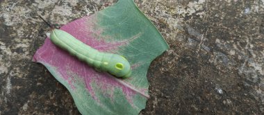 Bitki yaprakları yedikten sonra şişman yeşil tırtıl