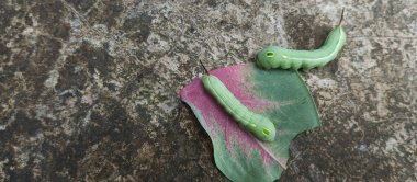 Bitki yaprakları yedikten sonra şişman yeşil tırtıl