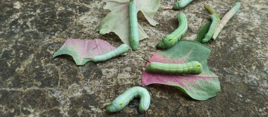 Bitki yaprakları yedikten sonra şişman yeşil tırtıl
