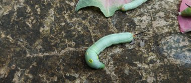 Bitki yaprakları yedikten sonra şişman yeşil tırtıl