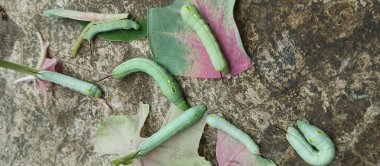 Bitki yaprakları yedikten sonra şişman yeşil tırtıl