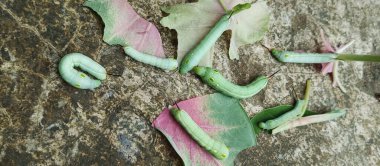 Bitki yaprakları yedikten sonra şişman yeşil tırtıl