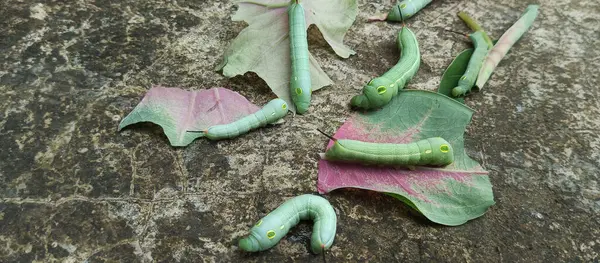 Bitki yaprakları yedikten sonra şişman yeşil tırtıl