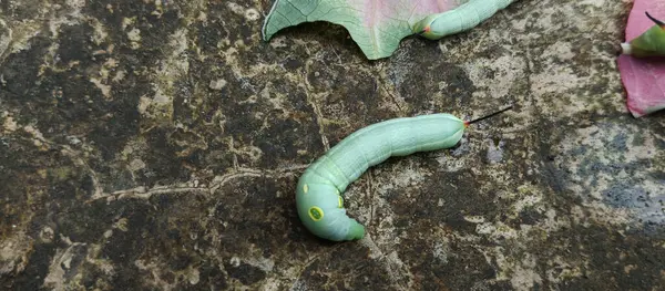 Bitki yaprakları yedikten sonra şişman yeşil tırtıl