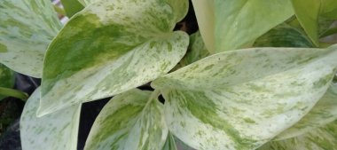 Güzel botanik fotoğrafı, doğal duvar kağıdı.