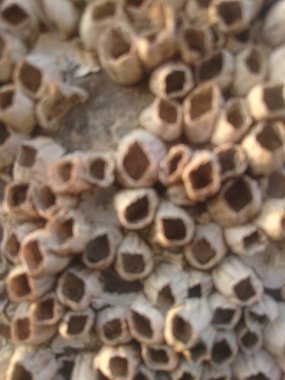 Taze mantar yığınını kapat.