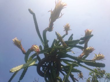 Güzel botanik fotoğrafı, doğal duvar kağıdı.