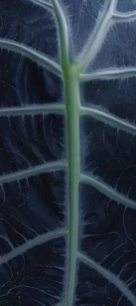 Güzel Amazon Alocasia bitkisi