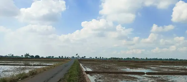 Pirinç yolu ve tarlası