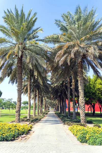 在城市公园里走着棕榈树的小径 有棕榈树和爪子的小巷 可以在城市公园里休息 — 图库照片