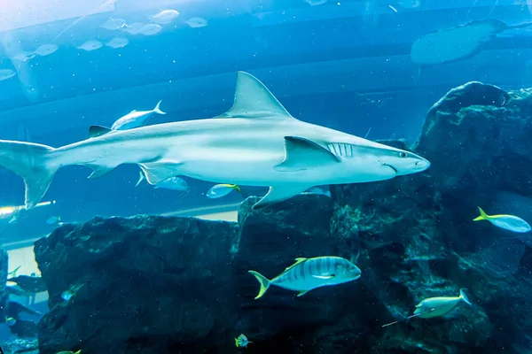 stock image Shark swims in a large aquarium among fish