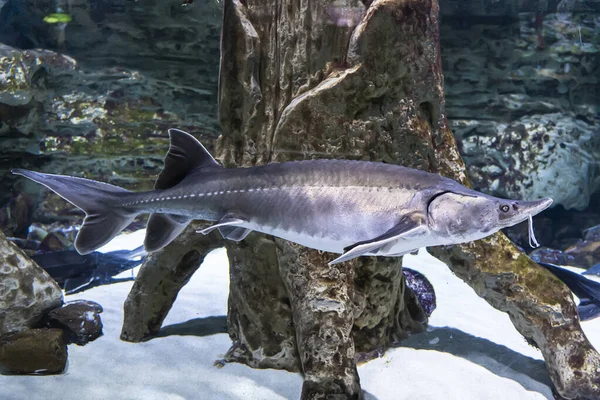 stock image large sturgeon fish swims under water.. freshwater fish under water.