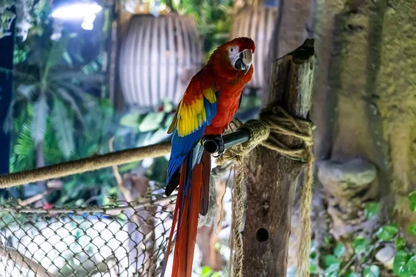 Papagal Roșu Frumos Grădina Zoologică Noaptea Întuneric — Fotografie, imagine de stoc