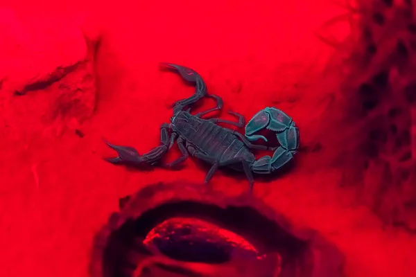 Ein Schwarzer Skorpion Rotem Licht Der Nacht Sand — Stockfoto