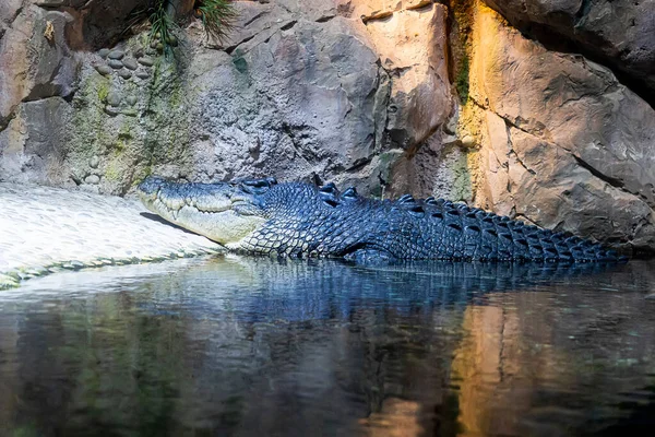 Nagy Krokodil Zöld Tóban Krokodil Víztározó Partján Fekszik — Stock Fotó
