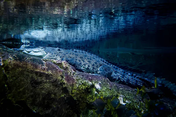 Nagy Krokodil Zöld Tóban Krokodil Víz Alatt Fekszik — Stock Fotó