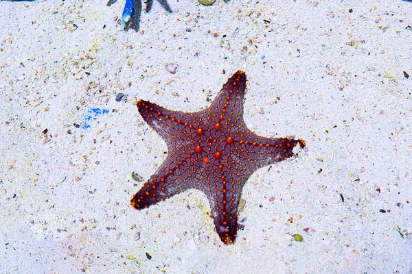 red Starfish underwater over white sand