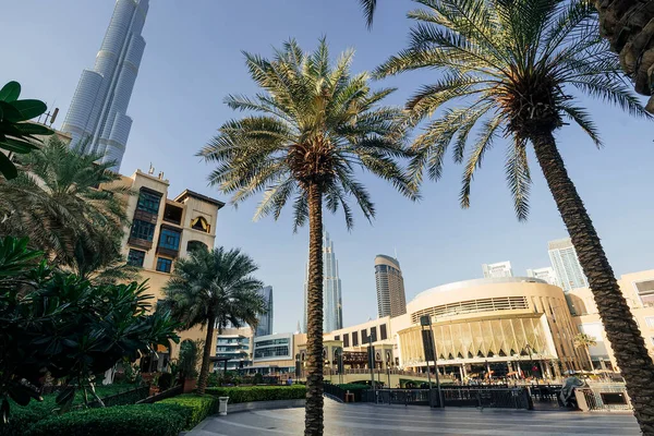 Palm Trees Tall Skyscrapers Downtown Dubai United Arab Emirates Uae — Stock Photo, Image