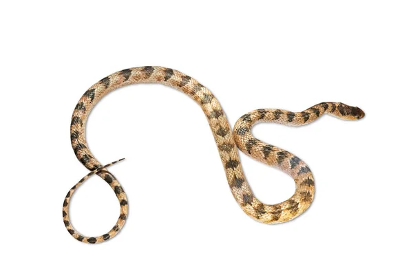 Egy Mérgező Csíkos Kígyót Izolálnak Fehér Alapon — Stock Fotó