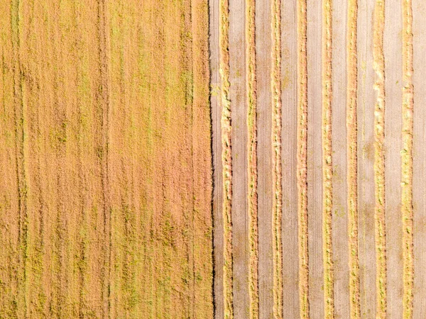 多文化共生の原理に基づく多様な作物成長分野の空中ドローン画像 生態系の健全な農業方法 — ストック写真