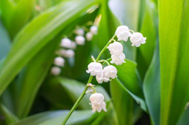 Vadinin çiçekli zambağı. Vadideki Zambak. Convallaria majalis. Bahar arka planı. Çiçek arkaplan. Seçici odak.