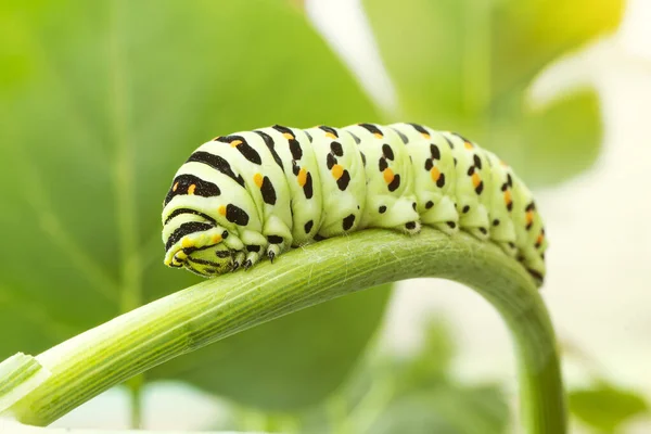 stock image Caterpillar Swallowtail close up crawling on a branch of dill. Macrophoto.