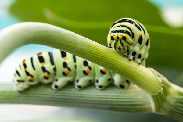 Macro Chenille Papilio Machaon Chenille Hirondelle Nourrissant Branches Fenouil Détails — Photo