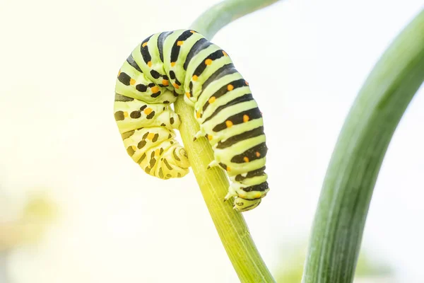 Caterpillar Papilio Machaon Rastejando Ramo Endro Macrofoto — Fotografia de Stock