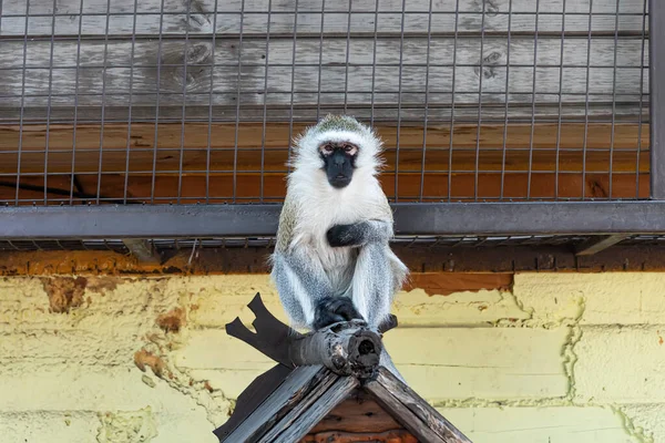 Sad monkey in a zoo cage. a white monkey with a black face.