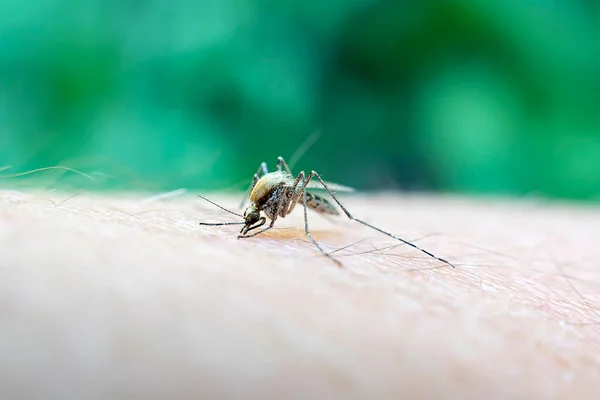 stock image Close up a Mosquito sucking human blood set B-2. a mosquito sucks blood from a human body. macro photo of a mosquito on the arm