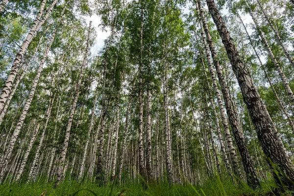 stock image White birch trees, nature in the forest, summer. bottom view.