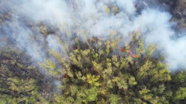 从鸟瞰的角度来看 可怕的野火 森林里冒出白烟 自然灾害 空中俯瞰 — 图库视频影像