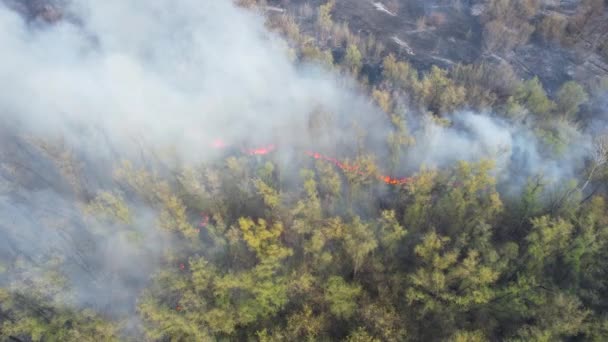 산불이라는 꼭대기에서는 공중을 수있다 숲에서 연기가 자연재해 위에서 — 비디오