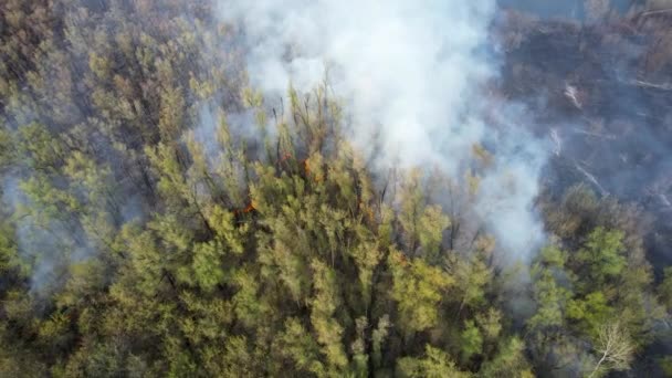 Сильный Пожар Пустом Лесу Огонь Распространяется Едином Фронте Сильный Дым — стоковое видео