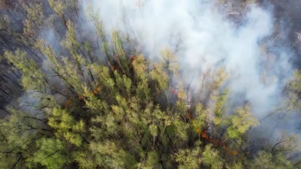 Ужасный Лесной Пожар Высоты Птичьего Полета Белый Дым Идет Леса — стоковое видео
