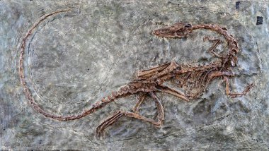fosilleşmiş korkunç, taşlaşmış Velociraptor dinozor fosili iskeletin detaylarıyla birlikte taşta kaldı.