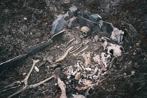Archaeological excavations of an ancient human man bones skeleton and human skull. burial of a noble Scythian warrior.